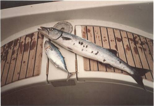 Ein Barakuda und ein kleiner Thunfisch!